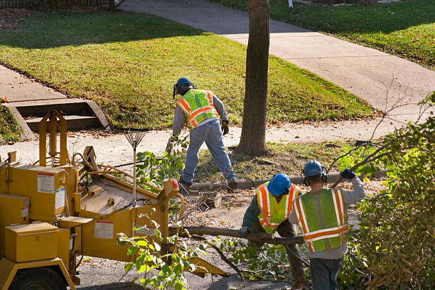 How Our Tree Care Process Works  in Brooklyn, NY